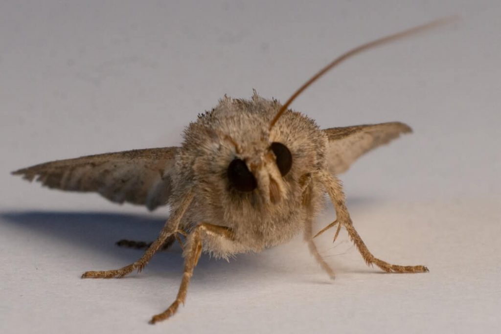 How to control clothes moths